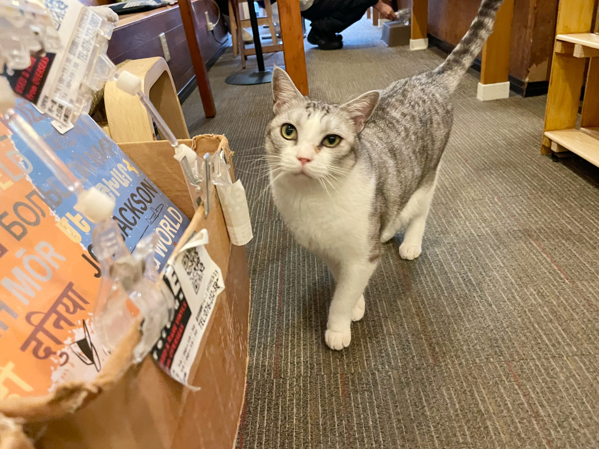 看板ネコのミソちゃん