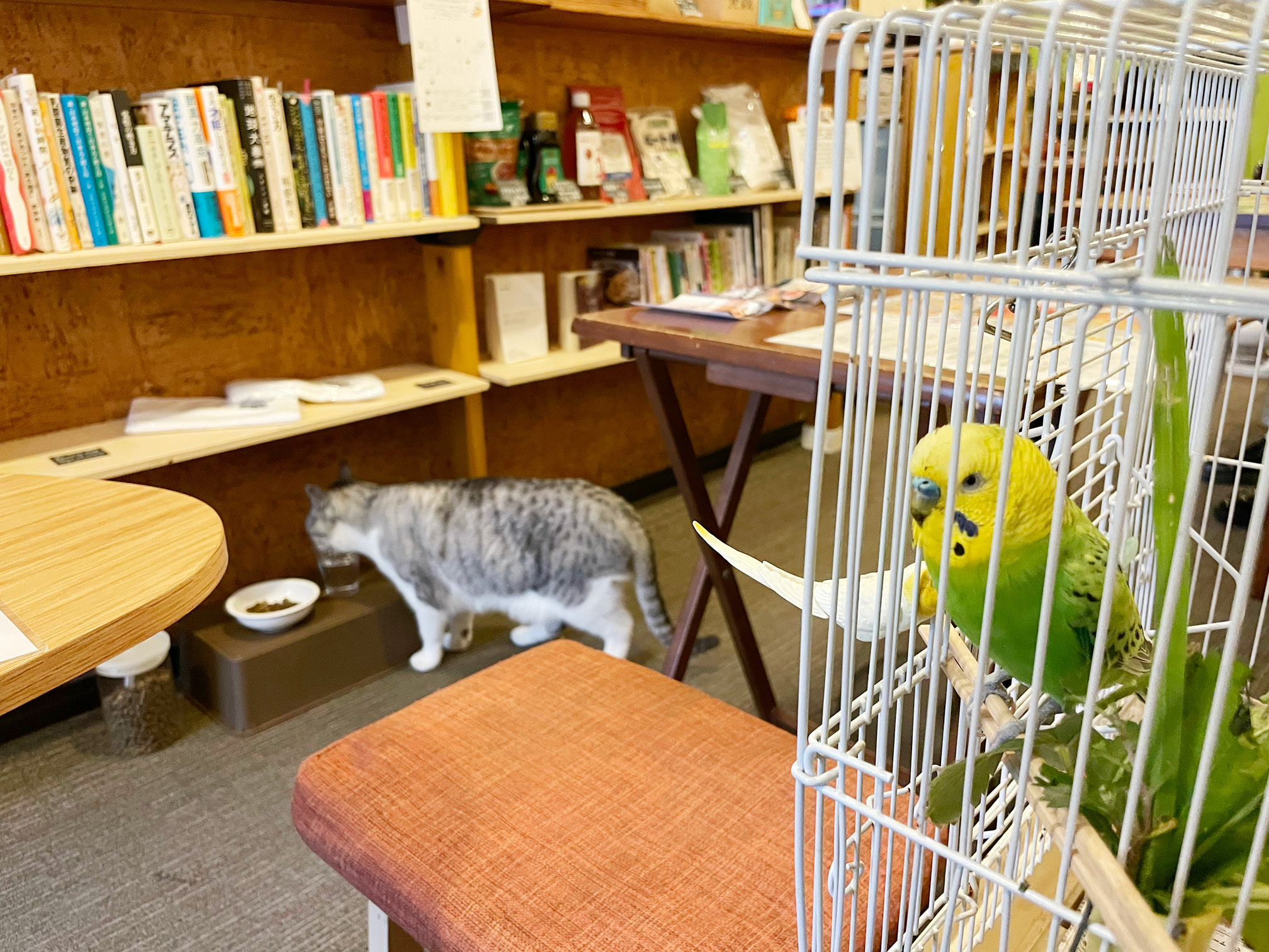 看板インコのピーちゃん