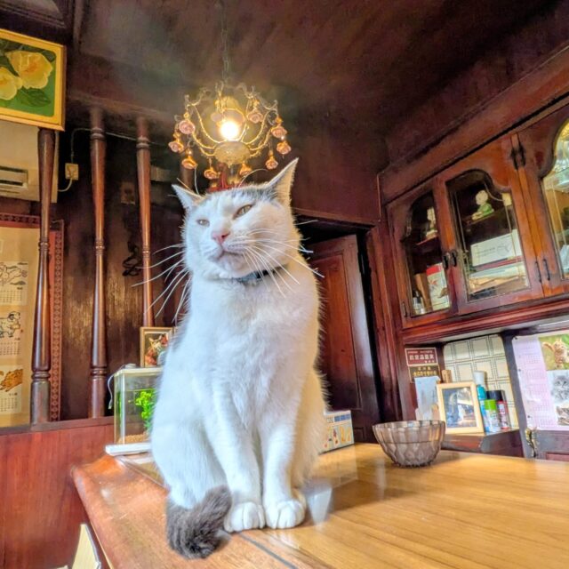 尾山町｜気ままなネコたちの愛らしさと昭和の香り。金沢、尾山神社そばで57年続く老舗純喫茶「喫茶 岸（きし）」