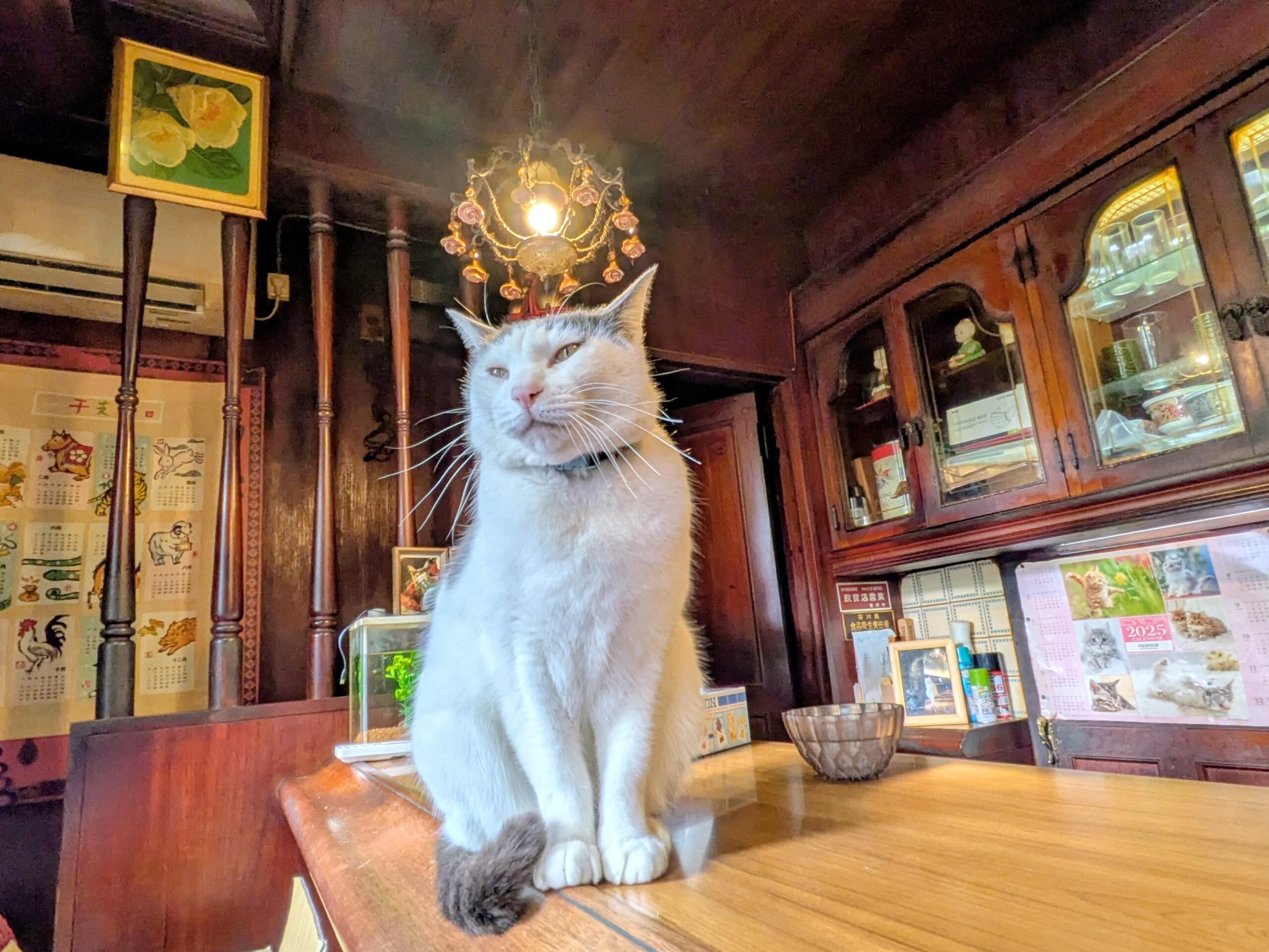 尾山町｜気ままなネコたちの愛らしさと昭和の香り。金沢、尾山神社そばで57年続く老舗純喫茶「喫茶 岸（きし）」